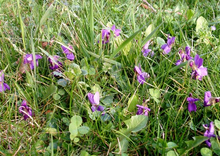 Violettes au gite en alsace